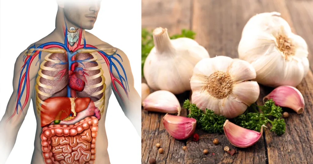 Garlic Benefits in Kannada