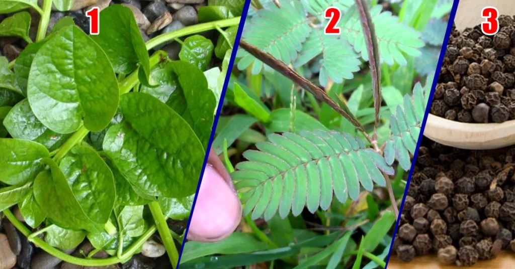 Kidney Stone Kannada