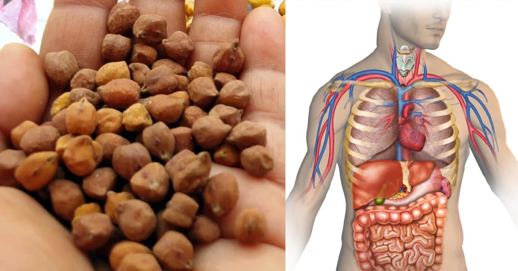 hurigadale in kannada